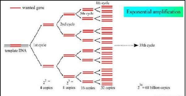 Polymerase Chain Reaction (PCR) Makes multiple copies of a piece of DNA