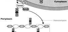 block to a linear glycan chain on the far side of the membrane Cross-linking to an adjacent chain via transpeptidation (enzymes