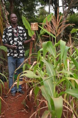 years (= 0 seasons) - NPK fertilizer applied to maize -