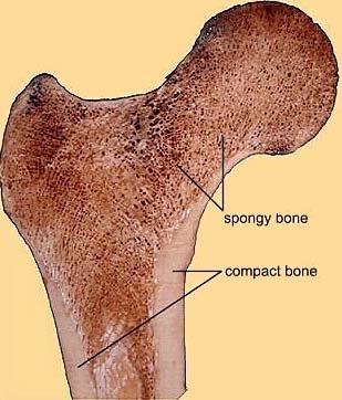 MacroStructure Bones are distinguished into the