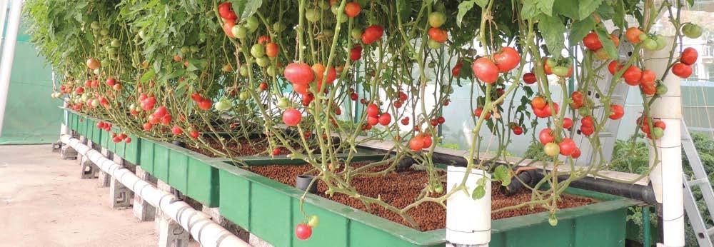 LESSON SUMMARY: Students will learn about aquaponic systems and how to grow