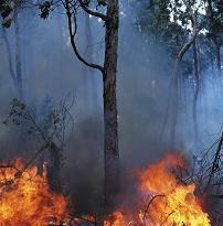 3. A/R Issues Issue1: Non-Permanence Trees stocks carbon (thus it is a carbon sink). Once the tree is combusted or rotten, CO 2 and methane are released to the atmosphere.