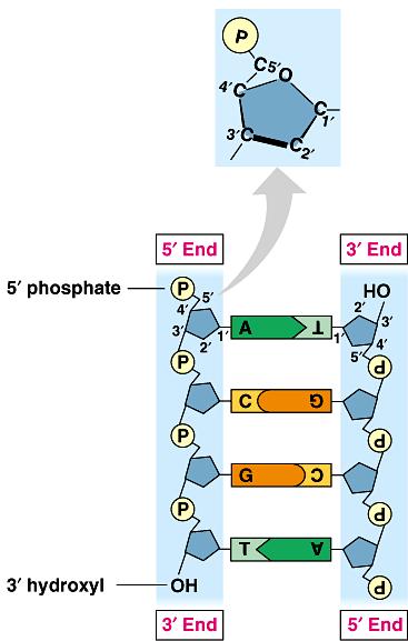 Anti-parallel strands Nucleotides in backbone are bonded from phosphate