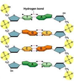 runs in opposite direction Bonding in hydrogen bonds covalent