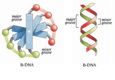 dsdna has Major and Minor Groove B-DNA has distorted helices Bases within the grooves exposed to solution Protein