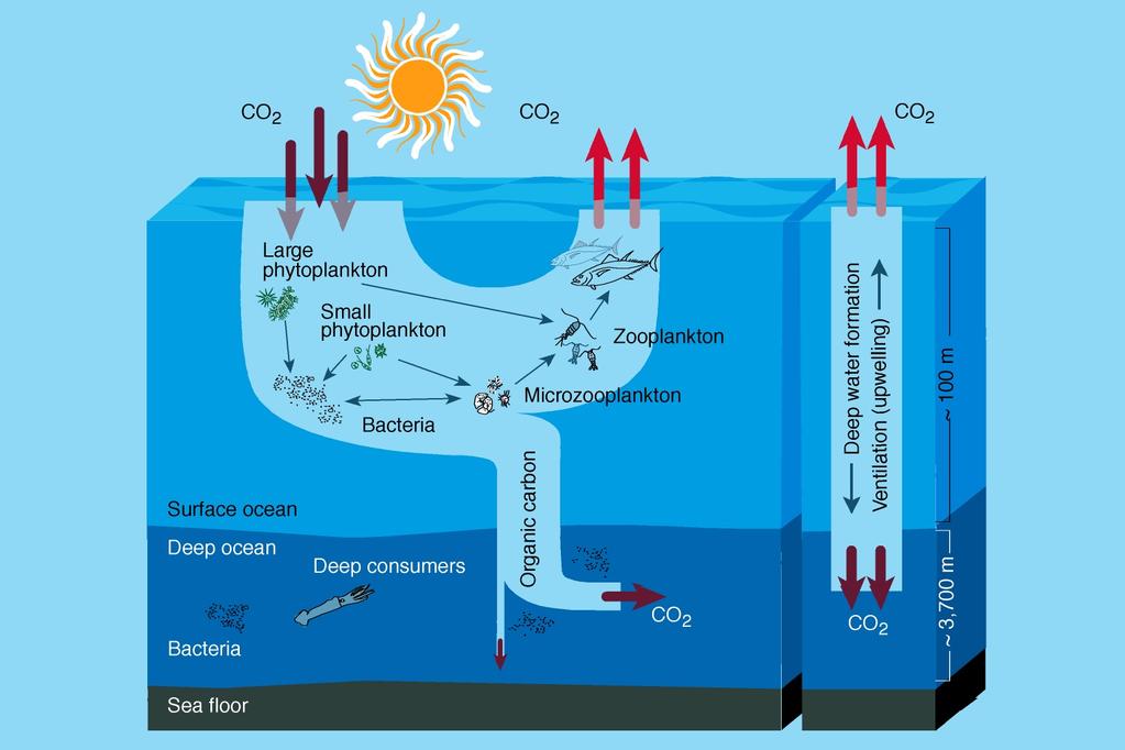 Ocean Biological Pump Combined biological processes which transfer organic matter and associated elements to depth -pathway for rapid C sequestration Remove C from surface ocean & atmosphere -turn
