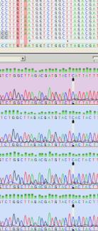 Sequencing data The long DNA chain is split in small fragments that are read using sequencing technology.