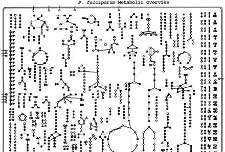 Examples of Computation for Biology omputational analysis of Plasmodium falciparum metabolism Plasmodium causes human malaria computational prediction of metabolic pathways of plasmodium