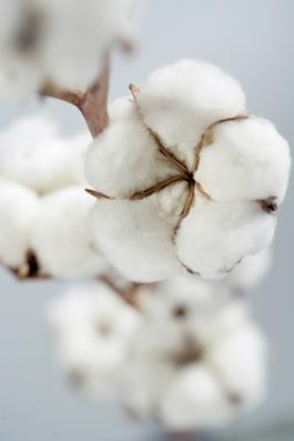 herbicides, and synthetic fertilizers Organic cotton is grown without the use of pesticides, 100% organically grown cotton takes it a step further.