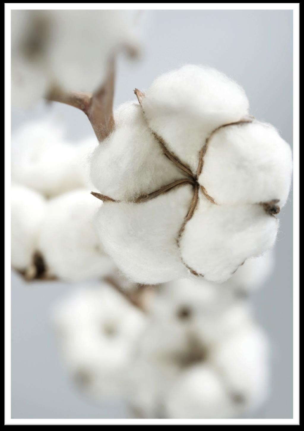ORGANIC COTTON Cotton is one of the products that everybody uses. Every day people sleep under cotton sheets, they wear cotton shirts and even the food they eat has been made with the help of cotton.