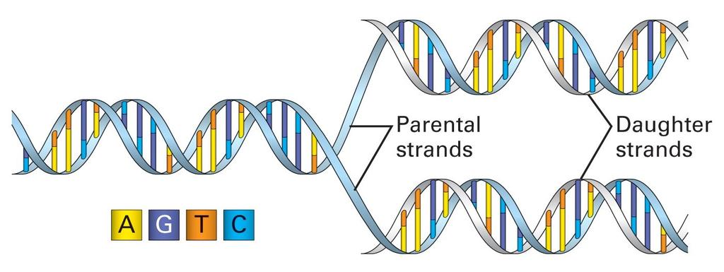 DNA: The Code of Life The structure and the four genomic letters code for all living