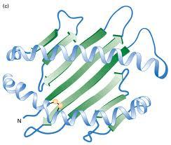 Proteins: Ter4ary Structure 3D structure of a polypep4de