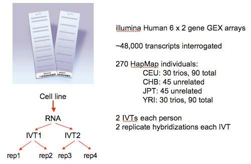 Magnitude of significant cis- effects (r 2 ) How much of phenotypic variation is explained by most significant SNP?