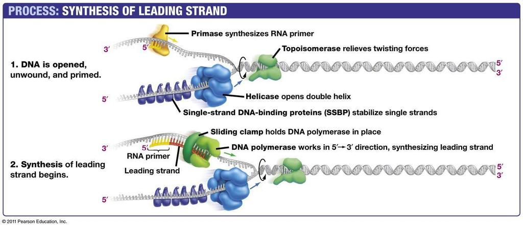The enzymes product s called the leading strand, or continuous strand, because it leads into the replication fork and is synthesizes continuously in the 5-3 direction What about the other strand of