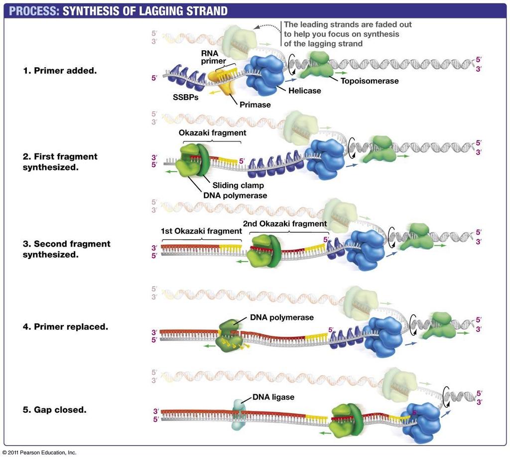 DNA synthesizes enzymes are well organized - most of the enzymes responsible for DNA synthesis