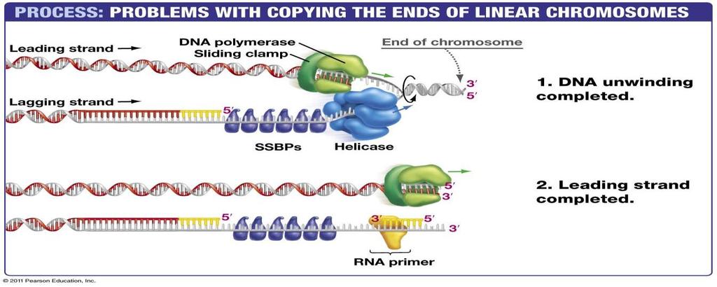 What about the replication of the ends of linear chromosomes leading and lagging strands? Are there differences in somatic and gametic cells?