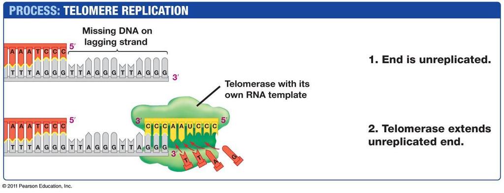template that it carries with it - primase then makes an RNA primer which DNA polymerase uses to synthesize the lagging strand, the RNA