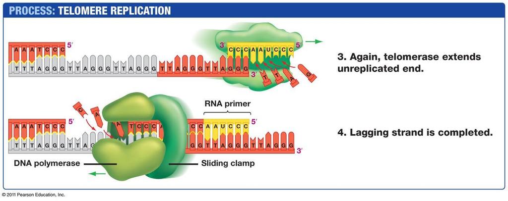 Replication in somatic cells - somatic cells normally lack telomerase.