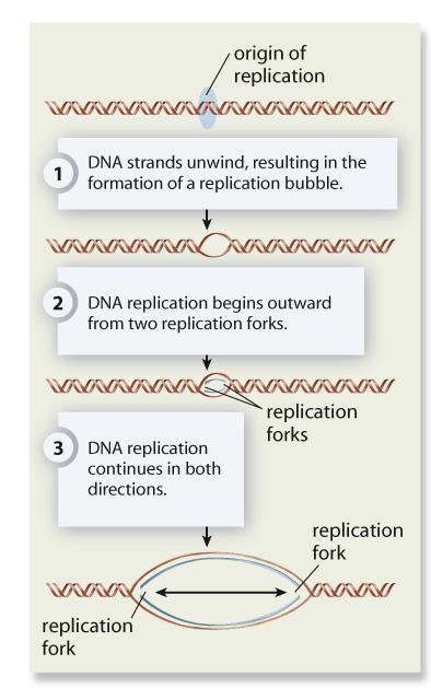 Phase 1: Initiation Specific nucleotide sequence indicates the origin of