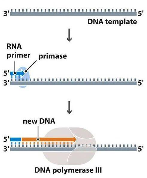 Phase 2: Elongation (Priming) DNA polymerase cannot start incorporating nucleotides on its own.