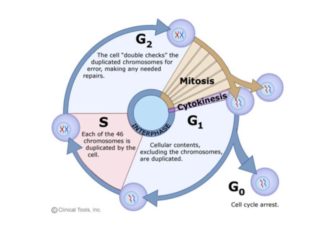 Cell Cycle Life cycle of a cell Cells can reproduce Daughter cells receive an