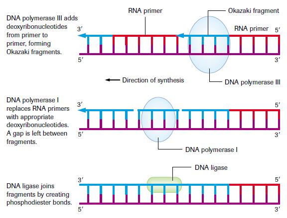 Phase 2: Elongation (Semi-discontinuous) DNA polymerase I Removes the RNA primers Replaces them with