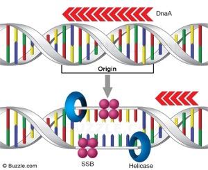 Initiation & Separation Replication starts at a specific nucleotide sequence - replication origin - can have many replication origins simultaneously DNA helicase bind to DNA at replication origin -