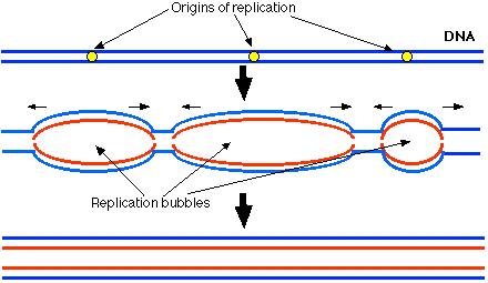 Replication occurs in both
