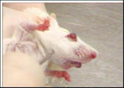 Blood collection from rodents can be challenging.