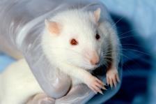Gunn rat- (Hereditary Hyperbilirubinemia) These rats