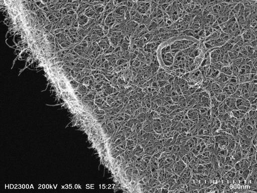 nanotubes at the edge of the sample are visible.