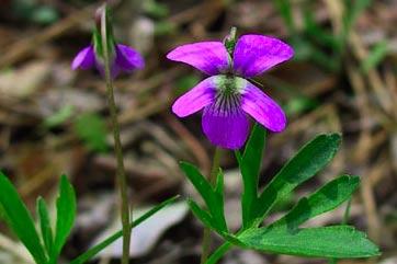 Coast Violet This perennial herb grows from underground rhizomes in the moist sandy soils of river meadows and open flood plains and the adjoining woods.