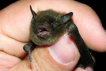 Indiana Bat The decline is attributed to commercialization of roosting caves, wanton destruction by vandals, disturbances caused by increased numbers of spelunkers and bat banding programs, use of