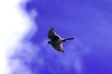 Peregrine Falcon Populations declined rapidly between 1950 and 1965 throughout the United States.