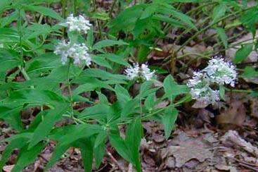 Basil Mountain-mint The habitat of this plant is rocky, wooded slopes that receive open sun.