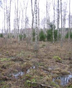 Backscatter In boreal forest, soil
