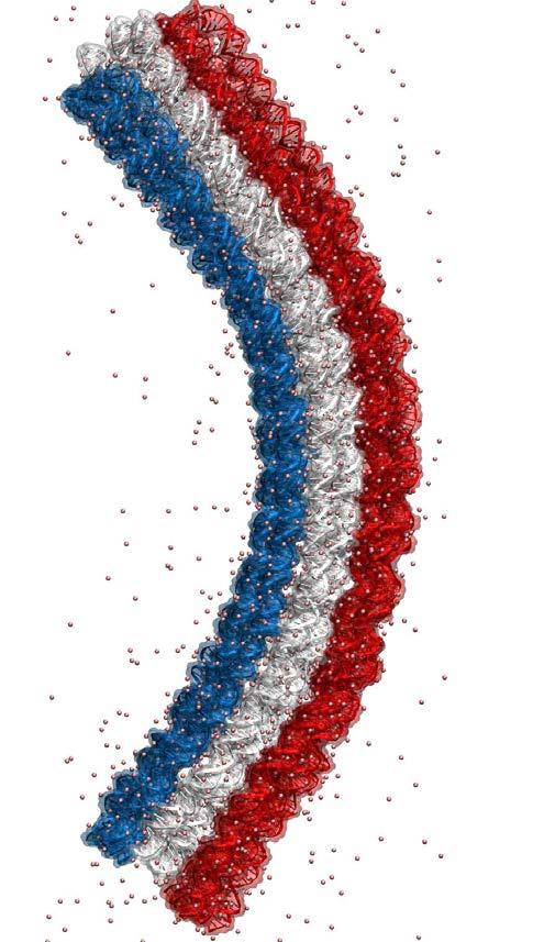The three different layers of the structure (m = 1,,, m =,, 1, and m = 13,, 1 helices) are shown in red, white, and blue. Randomly placed Mg + ions are shown as spheres.