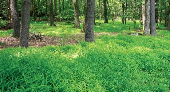 Impacts of invasive species Displace native species: Japanese stilt grass