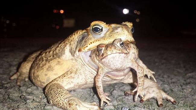 Invasive Species Examples Cane Toads Native to Central America Introduced to Australia and Hawaii where there are no natural predators and have abundant food Native animals die eating cane toads