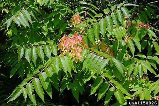 What traits are common to invasive plant species Characteristics that make tree-of-heaven a good invader include its ability to flower early (within 2 years),