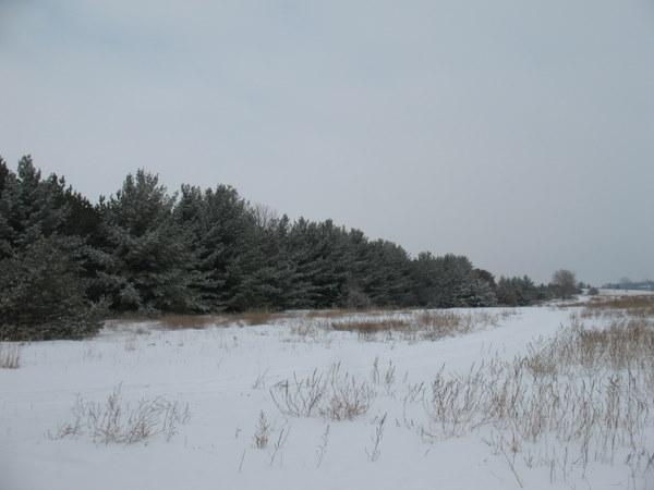 Hastings Sand Coulee SNA - 7 acres of pine