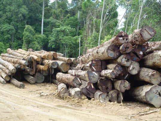 Dipterocarp species SFD had the foresight to require all logging licensed areas under