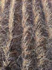Yield (Kg/ha) W 2014 Wheat Yields from 3