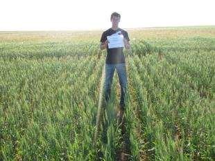 Yield Kg/ha) W 2014 Wheat Yields from 3 Termination Systems Rotation Affects Following Forage