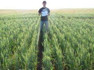 Wheat on Fallow Wheat on Canola Abundant rainfall in 2014 eliminated many of the negative