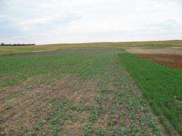 Project Introduction (ADOPT #20130409) The objective of this Forage Termination project is to promote and Strategies on Succeeding demonstrate effective Annual Crops forage