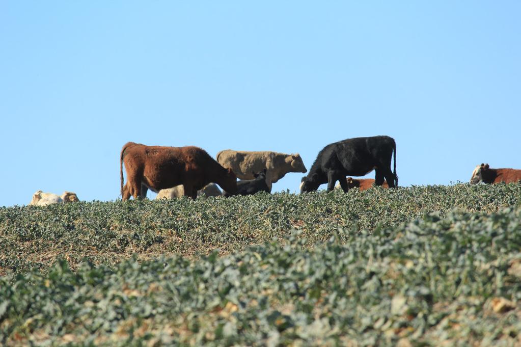 WSU EXTENSION DUAL-PURPOSE WINTER CANOLA IN THE PACIFIC NORTHWEST: FORAGE MANAGEMENT Figure 2. One use of dual-purpose canola is grazing during late summer when grass and other forage sources are dry.