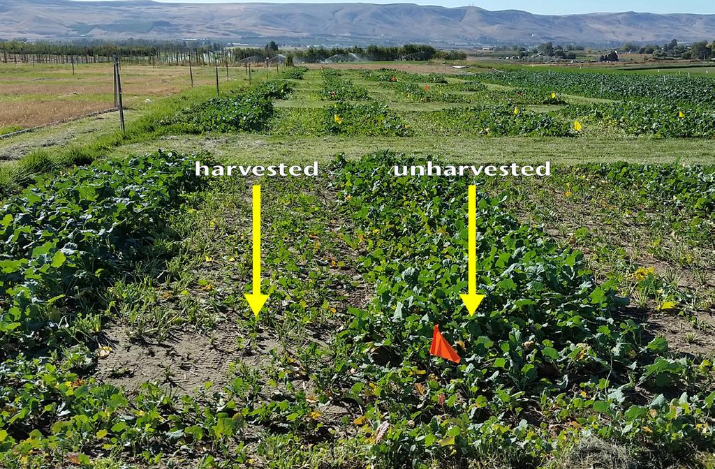 Recent Research Different rates of N and S fertilizer were applied to winter canola plots at Prosser, WA to determine the effects on forage and grain yield.