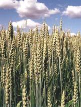 Plant nutrition Plant protection Harvest Inventory of environmental impacts (per t grain)