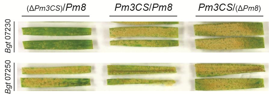 Pm8 is suppressed in presence of Pm3CS Crossing of a Pm8-translocation line with a Pm3CS line Pm3CS Pm8 x 1A 1B 1A 1RS.